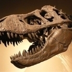 Olimlar boshqa dinozavrning bosh chanog‘idan tirannozavr tishini topdi