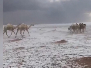 Saudiya Arabistonida 30 yildan beri ilk bor qor yog‘di 