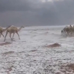 Saudiya Arabistonida 30 yildan beri ilk bor qor yog‘di (video)
