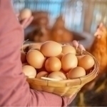 A man evading alimony payments for four years was found at a chicken farm in Khorezm