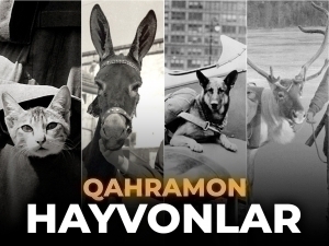 Animals in World War II: Force to counter technology
