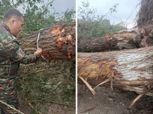 12 Trees Were Uprooted in Fergana