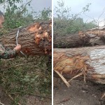 12 Trees Were Uprooted in Fergana