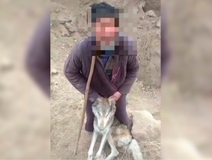 Қўйларига ҳужум қилган бўрини ўлдирган чўпон жазоланди (видео)