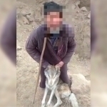 Qo‘ylariga hujum qilgan bo‘rini o‘ldirgan cho‘pon jazolandi (video)