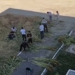 Бухородаги институтда талабалар мажбуран ишлатилгани айтилди (видео)