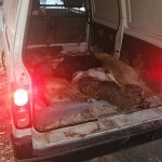 Andijonda 75 dan ortiq itlar o‘ldirilgani aytilmoqda