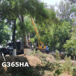 Yunusobodda ko‘p yillik daraxtlar kesib ketildi