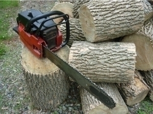 Самарқандда мингга яқин дарахт аҳолининг ўзига кестирилгани айтилмоқда