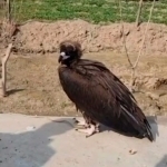 Person who illegally kept an eagle in Syrdarya was punished