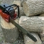 Nearly 1,000 trees reportedly cut down by residents in Samarkand