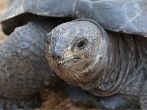 Turtle that “saw” dozens of British monarchs celebrates birthday