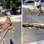 Chilonzorda ko‘p yillik daraxtlar kesib tashlandi