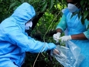 Нипаҳ вируси сабаб қатор Осиё давлатлари назоратни кучайтирди