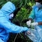 Nipah virusi sabab qator Osiyo davlatlari nazoratni kuchaytirdi
