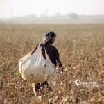 The boycott of Uzbek cotton is being lifted
