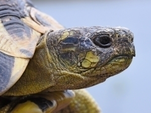 Makedoniyada urg‘ochi toshbaqalar jinsiy ta’qib sabab o‘z joniga qasd qilmoqda