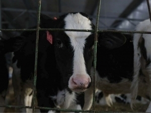 “Сўнгги чора – ўлим”. Хитойда янги касаллик тарқалди