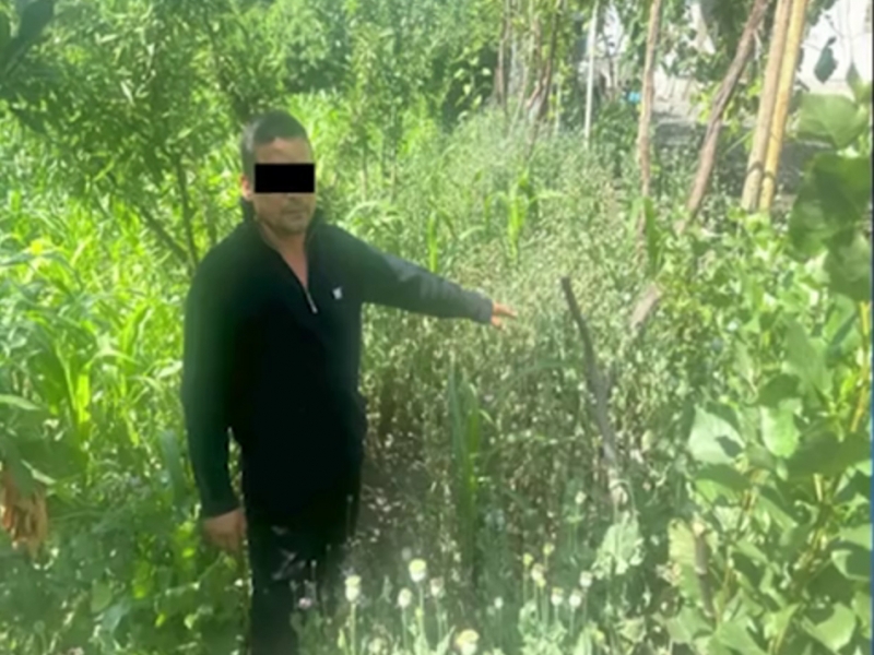 Uchta viloyatda jami 18 ming tupdan ortiq ko‘knori ekkanlar ushlandi (video)