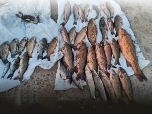 Person was imprisoned for two years in Bukhara for catching endangered fish listed in the Red Book