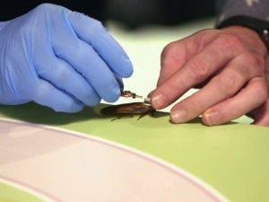 Америкалик талабалар тараканни киборгга айлантирадиган қурилма ясади (видео)