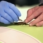 Америкалик талабалар тараканни киборгга айлантирадиган қурилма ясади (видео)