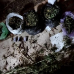 Surxondaryoda salkam 21 kilogramm marixuana saqlanayotgan xonadon aniqlandi
