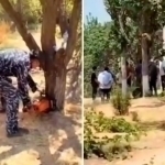 Qibrayda mas’ullar mevali daraxtlarni kesib tashladi (video)