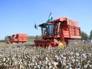 Ўзбекистонда пахтани машинада териш улуши 70 фоизга етказилади