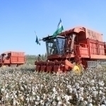 O‘zbekistonda paxtani mashinada terish ulushi 70 foizga yetkaziladi