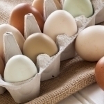 Qozog‘istonga tuxum olib kirish taqiqlandi