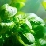 Мияни қаришдан ҳимоя қиладиган ўсимлик топилди