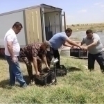 Individuals illegally transporting 765 kg of shrimp to Tashkent were caught