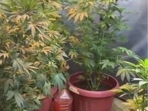 Toshkentda uyida nasha yetishtirgan shaxslar ushlandi (video)