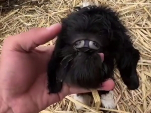 Қозоғистонда бир кўзли улоқча туғилди (видео)