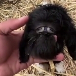 Qozog‘istonda bir ko‘zli uloqcha tug‘ildi (video)