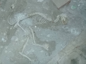 Rishtonda topilgan suyaklar dinozavrnikimidi? Ekspert javob berdi