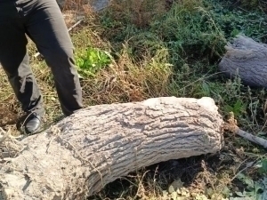 Citizen was fined over 71 million sums for cutting down a tree in Samarkand