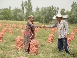 Ўзбекистонда уста деҳқонларга 75 млн сўмгача субсидия берилади