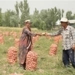 O‘zbekistonda usta dehqonlarga 75 mln so‘mgacha subsidiya beriladi