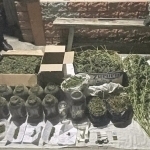 Toshkentda xonadonida 38 kg giyohvandlik vositasi saqlagan shaxs ushlandi
