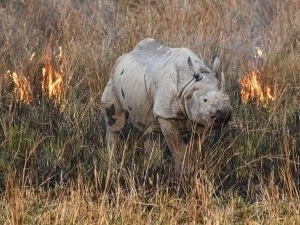 Dunyoda 1 mln turdagi o‘simlik va hayvon yo‘q bo‘lib ketish arafasida – BMT