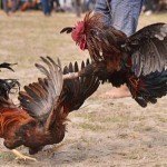 Хўроз жангидаги жанжалда икки киши ҳалок бўлди