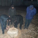 Бухорода 16 туп дарахтларни кесиб ташлаган фуқаро жаримага тортилди