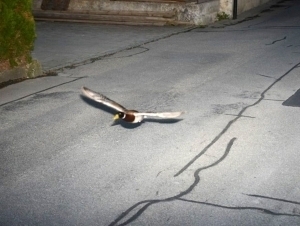 Швейцарияда ўрдак “тезликни оширгани” учун радарга тушди