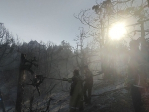 Fire in Surkhandarya forests extinguished with helicopters and drones (video)