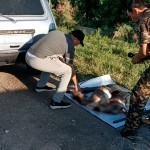 Navoiyda Qizil kitobga kiritilgan hayvonlar o‘ldirildi