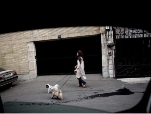 Eronda itlar bilan sayr qilish taqiqlandi