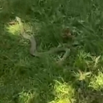 1.5-meter snake found in Tashkent National Park