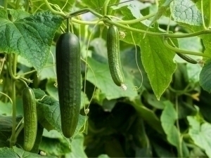 The price of cucumbers continues to rise in Uzbekistan